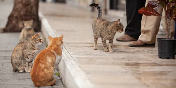 gatitos