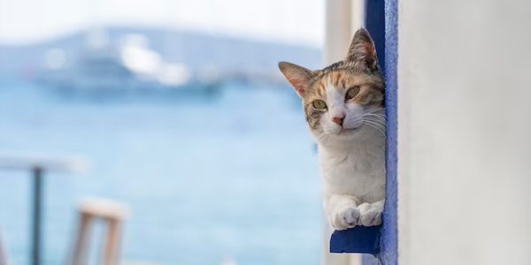 gato en grecia